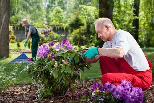 Seasonal hedge trimming work in a suburban garden